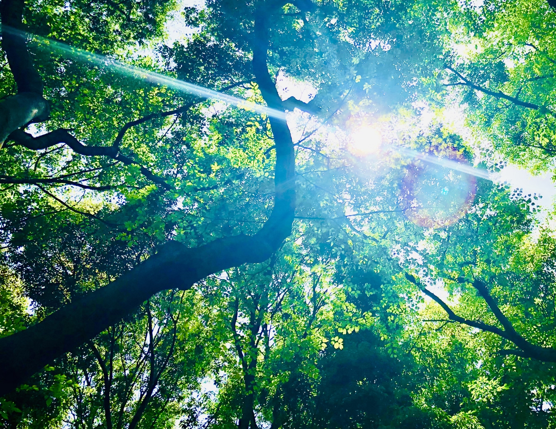 緑の木々が立っている写真